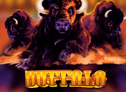 buffalo